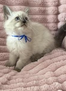 TICA Registered Blue Ribbon Male - Ragdoll Kitten For Sale - PA, US TICA Registered Blue Ribbon Male - Ragdoll Kitten For Sale - PA, US
