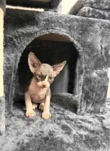 Fuzball - Sphynx Kitten For Sale - Chicago&comma; IL&comma; US