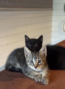 Maine coon Siamese mix - Domestic Kitten For Sale - Leominster, MA, US Maine coon Siamese mix - Domestic Kitten For Sale - Leominster, MA, US