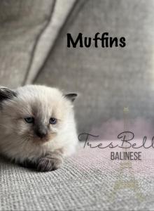 Muffin - Balinese Kitten For Sale - CA, US Muffin - Balinese Kitten For Sale - CA, US