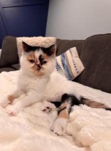 Princess Misha - Persian Kitten For Sale - Arlington Heights, IL, US Princess Misha - Persian Kitten For Sale - Arlington Heights, IL, US
