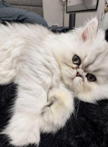 Fluffy Persian Kittens  Loving & Socialized - Persian Kitten For Sale - Byron&comma; MN&comma; US
