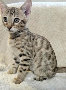 Savannah Bengal Mix - Domestic Kitten For Adoption - Bushnell, FL, US Savannah Bengal Mix - Domestic Kitten For Adoption - Bushnell, FL, US
