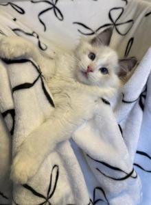 TICA Blue Bicolor Boy Brooks - Ragdoll Kitten For Sale - IL&comma; US