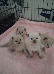 Ragdoll Kittens - Ragdoll Kitten For Sale - Delano, CA, US Ragdoll Kittens - Ragdoll Kitten For Sale - Delano, CA, US