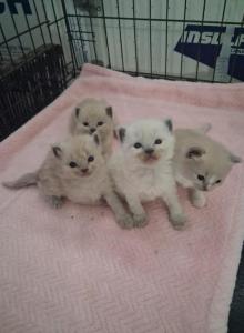 Ragdoll Kittens - Ragdoll Kitten For Sale - Delano&comma; CA&comma; US