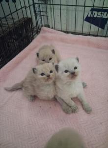Ragdoll Kittens - Ragdoll Kitten For Sale - Delano, CA, US Ragdoll Kittens - Ragdoll Kitten For Sale - Delano, CA, US