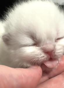 Priscillas litter - Himalayan Kitten For Sale - Reidsville&comma; NC&comma; US