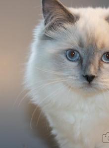 REDUCED Princess Evangeline - Ragdoll Kitten For Adoption - Hudson&comma; OH&comma; US