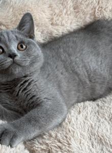 Henry - British Shorthair Kitten For Sale - Newport&comma; ME&comma; US
