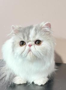 Starry - Persian Cat For Adoption - Lawrenceville&comma; GA&comma; US
