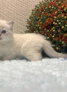 Ace - Ragdoll Kitten For Sale - Ozark, MO, US Ace - Ragdoll Kitten For Sale - Ozark, MO, US
