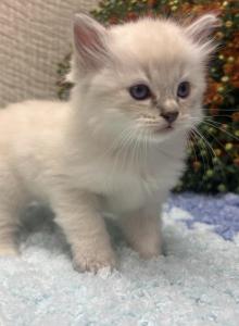 Ace - Ragdoll Kitten For Sale - Ozark&comma; MO&comma; US