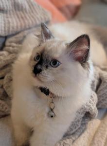 Julia - Ragdoll Kitten For Sale - Fountain&comma; CO&comma; US
