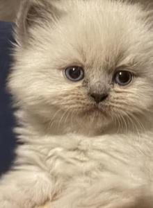 Himalayan - Himalayan Kitten For Sale - Cleveland&comma; TN&comma; US