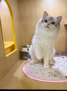 Jojo - Ragdoll Kitten For Sale - Queens, NY, US Jojo - Ragdoll Kitten For Sale - Queens, NY, US