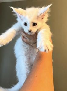 Viserys - Maine Coon Kitten For Sale - Ambridge&comma; PA&comma; US
