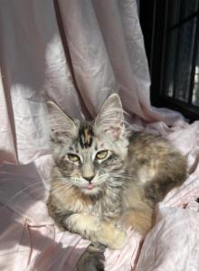 Irene Litter I - Maine Coon Kitten For Sale - Munith, MI, US Irene Litter I - Maine Coon Kitten For Sale - Munith, MI, US
