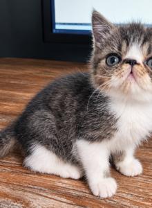 Rose - Exotic Kitten For Sale - Bell Buckle, TN, US Rose - Exotic Kitten For Sale - Bell Buckle, TN, US