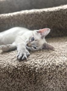 Mocha - Ragdoll Kitten For Sale - Circle Pines, MN, US Mocha - Ragdoll Kitten For Sale - Circle Pines, MN, US