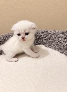 American Bobtail X Scottish - American Bobtail Kitten For Sale - Longmont, CO, US American Bobtail X Scottish - American Bobtail Kitten For Sale - Longmont, CO, US