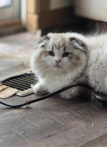 Ragdoll and Scottish Fold - Ragdoll Kitten For Sale - OH, US Ragdoll and Scottish Fold - Ragdoll Kitten For Sale - OH, US