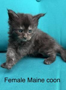 Female Black Smoke Maine Coon - Maine Coon Kitten For Sale - Bethlehem, PA, US Female Black Smoke Maine Coon - Maine Coon Kitten For Sale - Bethlehem, PA, US