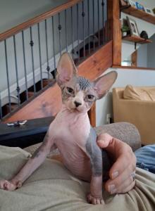 TICA Bi color male - Sphynx Kitten For Sale - Rockford, IL, US TICA Bi color male - Sphynx Kitten For Sale - Rockford, IL, US