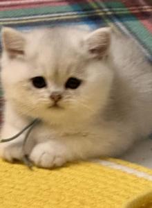 Elmo - British Shorthair Kitten For Sale - OR, US Elmo - British Shorthair Kitten For Sale - OR, US