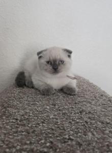 Color Point Scottish Fold Russian Blue Female - Scottish Fold Kitten For Sale - Roanoke, TX, US Color Point Scottish Fold Russian Blue Female - Scottish Fold Kitten For Sale - Roanoke, TX, US