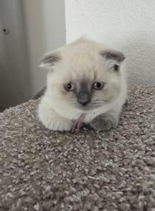 Color Point Scottish Fold Russian Blue Female - Scottish Fold Kitten For Sale - Roanoke&comma; TX&comma; US