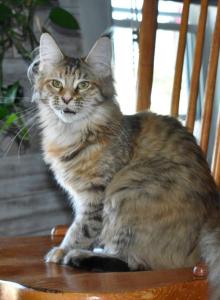 Maine Coons Ready Now TICA Registered - Maine Coon Kitten For Sale - Epping, NH, US Maine Coons Ready Now TICA Registered - Maine Coon Kitten For Sale - Epping, NH, US