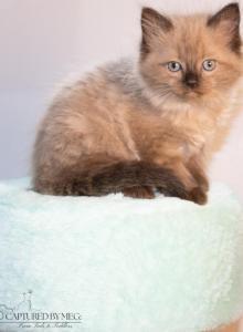 The Royal Court Litter - Ragdoll Kitten For Sale - Hudson&comma; OH&comma; US