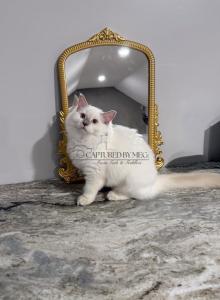 REDUCED Lady Soleil - Ragdoll Kitten For Sale - Hudson, OH, US REDUCED Lady Soleil - Ragdoll Kitten For Sale - Hudson, OH, US
