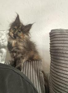 Vladimir and Tee first Litter - Maine Coon Kitten For Sale - Fort Myers, FL, US Vladimir and Tee first Litter - Maine Coon Kitten For Sale - Fort Myers, FL, US