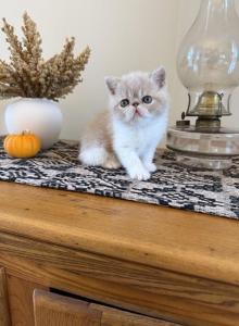 ESH kittens - Exotic Kitten For Sale - Kingston, NY, US ESH kittens - Exotic Kitten For Sale - Kingston, NY, US