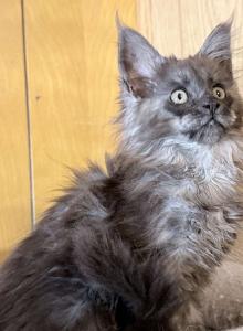 Everythingcoon litter - Maine Coon Kitten For Sale - Winfield, IL, US Everythingcoon litter - Maine Coon Kitten For Sale - Winfield, IL, US