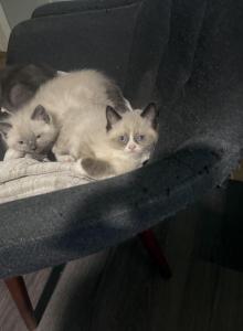 Himalayan Kittens - Himalayan Kitten For Sale - Chicago, IL, US Himalayan Kittens - Himalayan Kitten For Sale - Chicago, IL, US