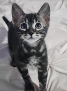 Indica charcoal bengal female kitten for sale - Bengal Kitten For Sale - Saint Augustine, FL, US Indica charcoal bengal female kitten for sale - Bengal Kitten For Sale - Saint Augustine, FL, US