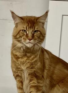 Brick - Maine Coon Cat For Adoption - Wilmington&comma; DE&comma; US