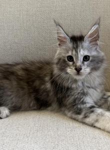 Millie - Maine Coon Kitten For Sale - Chandler Heights, AZ, US Millie - Maine Coon Kitten For Sale - Chandler Heights, AZ, US