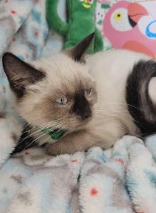 Seal Point 2 Male S - Siamese Kitten For Sale - NY, US Seal Point 2 Male S - Siamese Kitten For Sale - NY, US