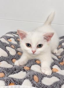 Cindy - Scottish Straight Kitten For Sale - Wellesley&comma; MA&comma; US