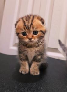Tigr - Scottish Fold Kitten For Sale - Commerce City, CO, US Tigr - Scottish Fold Kitten For Sale - Commerce City, CO, US