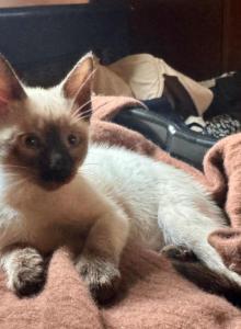 Female Sealpoint Siamese Kitten PRICE REDUCED - Siamese Kitten For Sale - Center Moriches, NY, US Female Sealpoint Siamese Kitten PRICE REDUCED - Siamese Kitten For Sale - Center Moriches, NY, US