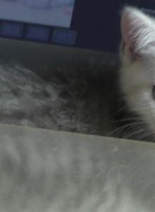Jennie - Scottish Straight Kitten For Sale - Bowie&comma; MD&comma; US