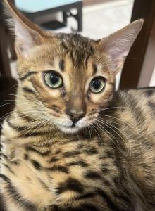 Bengal kittens - Bengal Kitten For Sale - Haverstraw, NY, US Bengal kittens - Bengal Kitten For Sale - Haverstraw, NY, US