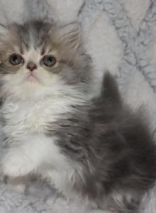 Cory - Persian Kitten For Sale - Enola, PA, US Cory - Persian Kitten For Sale - Enola, PA, US