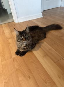 Gretta - Maine Coon Cat For Sale - Jacksonville, FL, US Gretta - Maine Coon Cat For Sale - Jacksonville, FL, US