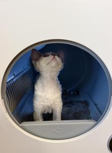 Coca Cola - Devon Rex Kitten For Sale - Newark, CA, US Coca Cola - Devon Rex Kitten For Sale - Newark, CA, US